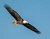 Kirms Photography Bald Eagle-3